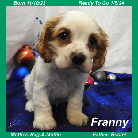 puppy, for, sale, Cocker Spaniel, Joe & Cherri  Overlease, dog, breeder, Miller, MO, dog-breeder, puppy-for-sale, forsale, nearby, find, puppyfind, locator, puppylocator, aca